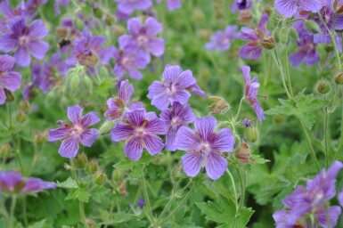 Geranium × magnificum Kungsnäva 5-10 i kruka P9