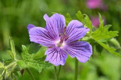 Geranium × magnificum Kungsnäva 5-10 i kruka P9