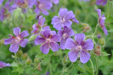 Geranium × magnificum Kungsnäva 5-10 i kruka P9