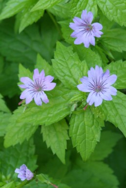 Geranium nodosum Blanknäva 5-10 i kruka P9