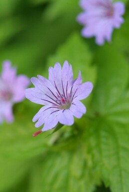 Geranium nodosum Blanknäva 5-10 i kruka P9