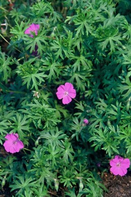 Geranium sanguineum Blodnäva 5-10 i kruka P9