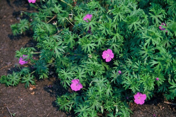 Geranium sanguineum