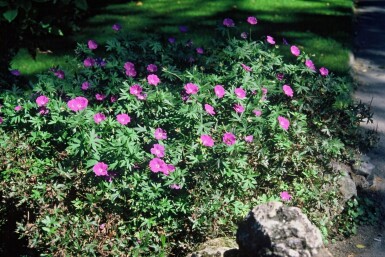 Geranium sanguineum Blodnäva 5-10 i kruka P9