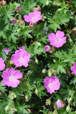 Geranium sanguineum 'Max Frei' Blodnäva 5-10 i kruka P9