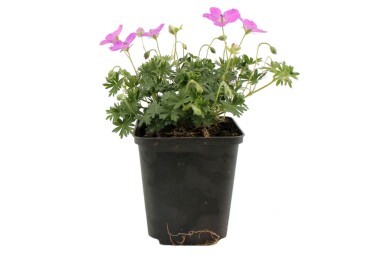 Geranium sanguineum 'Max Frei' Blodnäva 5-10 i kruka P9