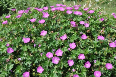 Geranium sanguineum 'Max Frei' Blodnäva 5-10 i kruka P9