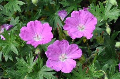 Geranium sanguineum 'Max Frei' Blodnäva 5-10 i kruka P9