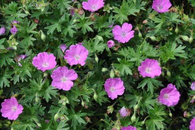 Geranium sanguineum 'Max Frei' Blodnäva 5-10 i kruka P9