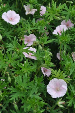 Geranium sanguineum 'Striatum' Blodnäva 5-10 i kruka P9