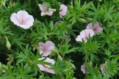 Geranium sanguineum 'Striatum' Blodnäva 5-10 i kruka P9