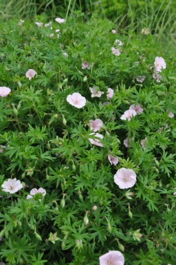 Geranium sanguineum 'Striatum' Blodnäva 5-10 i kruka P9