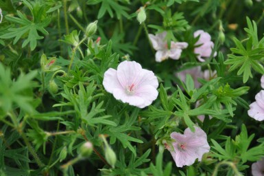 Geranium sanguineum 'Striatum' Blodnäva 5-10 i kruka P9