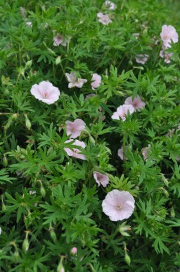 Géranium sanguin Geranium sanguineum 'Striatum' 5-10 Pot 9x9 cm (P9)