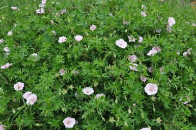 Geranium sanguineum 'Striatum' Blodnäva 5-10 i kruka P9