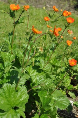 Geum coccineum 'Borisii' Röd nejlikrot 5-10 i kruka P9