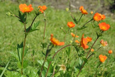 Benoïte écarlate Geum coccineum 'Borisii' 5-10 Pot 9x9 cm (P9)