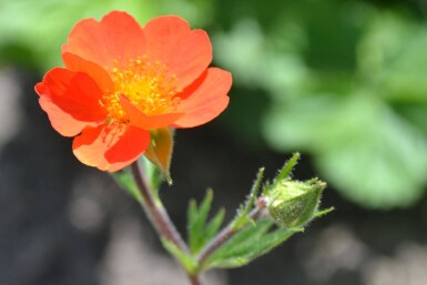 Rød nellikerod Geum coccineum 'Borisii' 5-10 potte P9