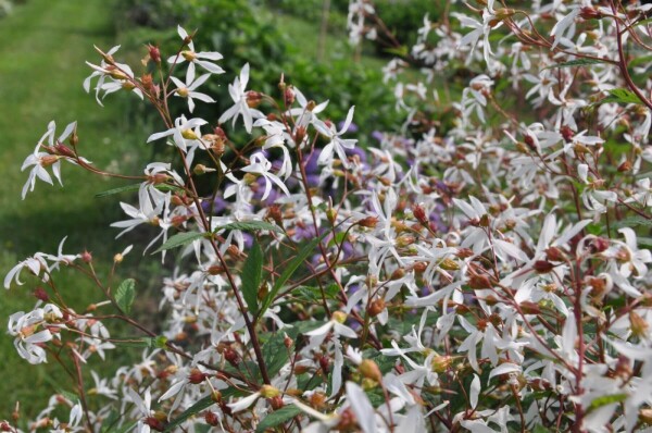 Gillenia trifoliata