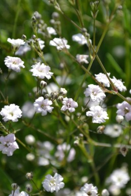 Flerårig brudeslør Gypsophila paniculata 'Rosenschleier' 5-10 potte P9