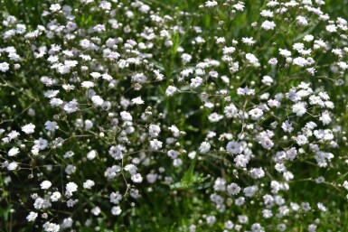 Gypsophila paniculata 'Rosenschleier' Brudslöja 5-10 i kruka P9