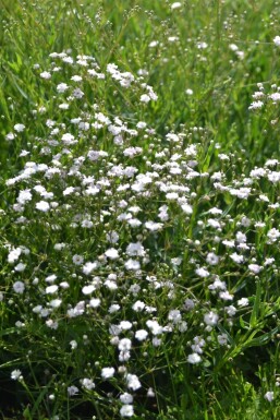 Gypsophila paniculata 'Rosenschleier' Brudslöja 5-10 i kruka P9