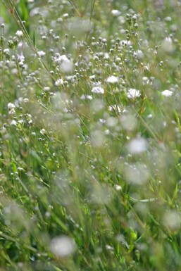 Gypsophile en panicule Gypsophila paniculata 'Rosenschleier' 5-10 Pot 9x9 cm (P9)