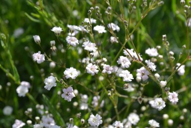 Gipskruid Gypsophila paniculata 'Rosenschleier' 5-10 Pot P9