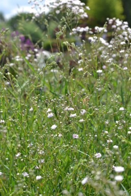 Gypsophile en panicule Gypsophila paniculata 'Rosenschleier' 5-10 Pot 9x9 cm (P9)