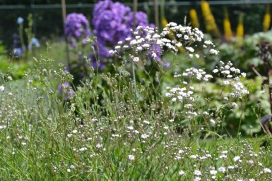 Flerårig brudeslør Gypsophila paniculata 'Rosenschleier' 5-10 potte P9