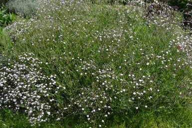 Flerårig brudeslør Gypsophila paniculata 'Rosenschleier' 5-10 potte P9