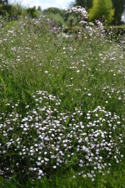 Gypsophile en panicule Gypsophila paniculata 'Rosenschleier' 5-10 Pot 9x9 cm (P9)