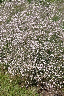 Gypsophile en panicule Gypsophila paniculata 'Rosenschleier' 5-10 Pot 9x9 cm (P9)