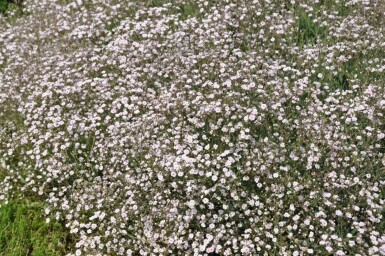 Gypsophile en panicule Gypsophila paniculata 'Rosenschleier' 5-10 Pot 9x9 cm (P9)