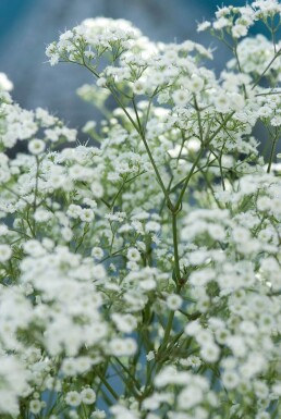 Bruidssluier Gypsophila paniculata 'Schneeflocke' 5-10 Pot P9