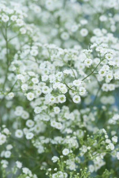 Gypsophila paniculata 'Schneeflocke'