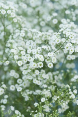 Bruidssluier Gypsophila paniculata 'Schneeflocke' 5-10 Pot P9