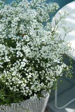 Bruidssluier Gypsophila paniculata 'Schneeflocke' 5-10 Pot P9