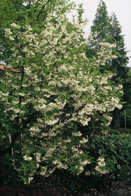 Halesia carolina Snödroppsträd buske 20-30 i kruka C3