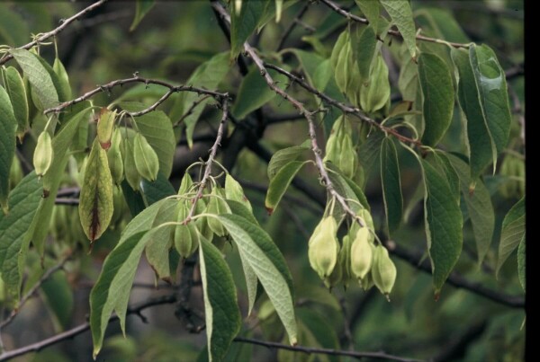 Plant eigenschappen