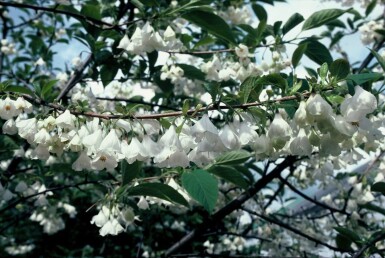 Schneeglöckchenbaum Halesia carolina Strauch 20-30 Topf 3 ltr. (C3)