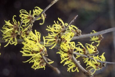 Hybridtroldnød Hamamelis × intermedia 'Arnold Promise' busk 40-50 potte C2