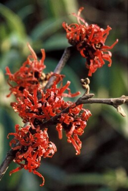 Hamamelis intermedia 'Diana'