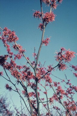 Hamamelis × intermedia 'Jelena' Hybridtrollhassel buske 40-50 i kruka C2