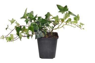 Hedera helix Murgröna 5-10 i kruka P9