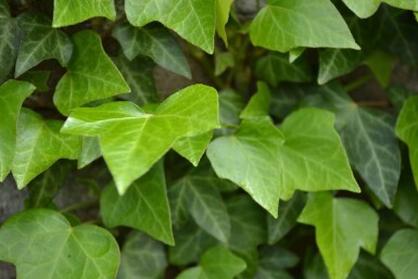 Hedera helix Murgröna 5-10 i kruka P9