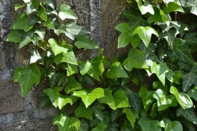 Hedera helix Murgröna 5-10 i kruka P9