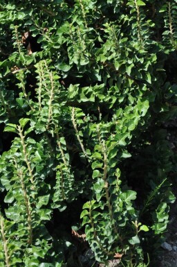 Hedera helix 'Erecta' Murgröna buske 30-40 i kruka C3