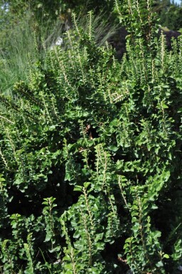 Almindelig vedbend Hedera helix 'Erecta' busk 30-40 potte C3