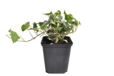 Hedera helix 'Glacier' Murgröna 5-10 i kruka P9